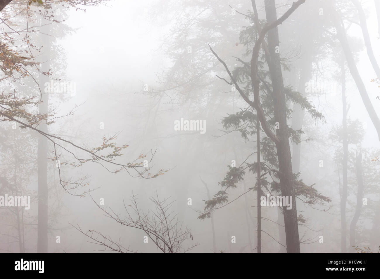 Misterioso bosque de niebla otoño scary luz de fondo Foto de stock