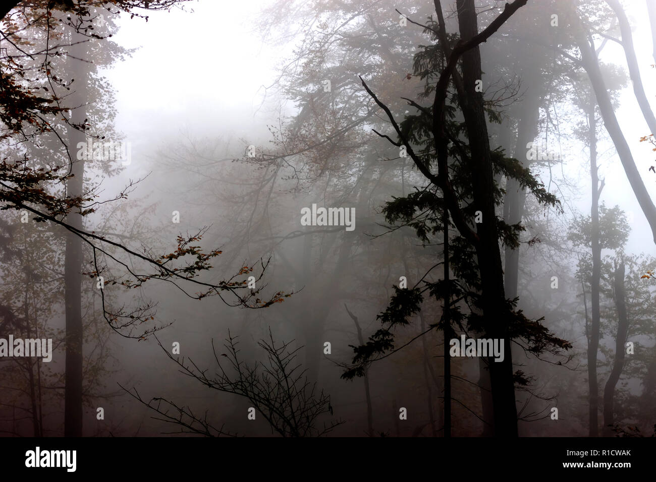Misterioso bosque de niebla otoño scary luz de fondo Foto de stock