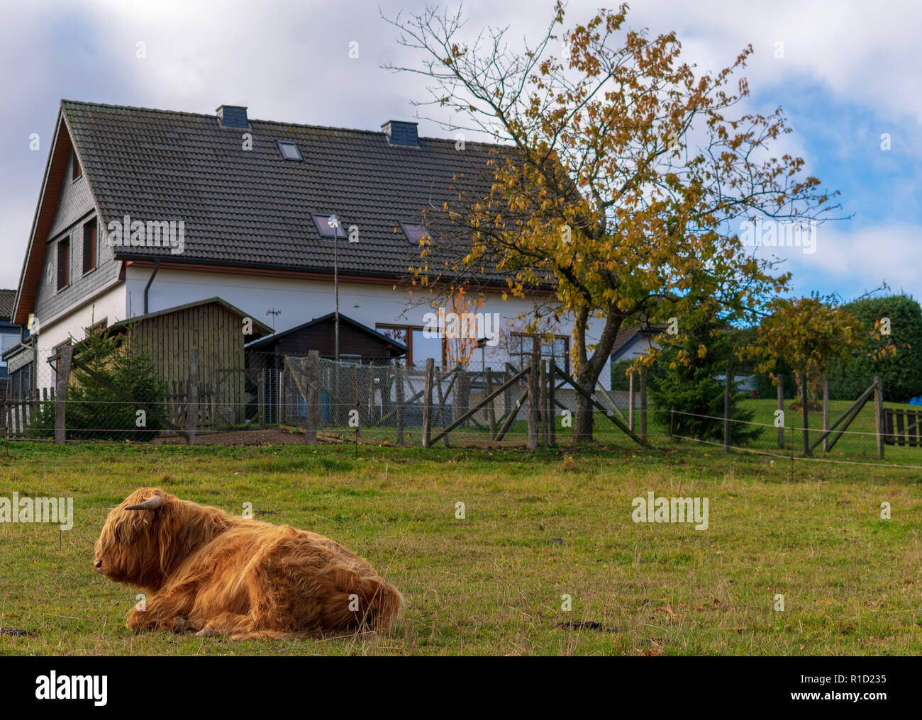 Highland-Cattle descansando en una granja en el Sauerland, Alemania. Foto de stock