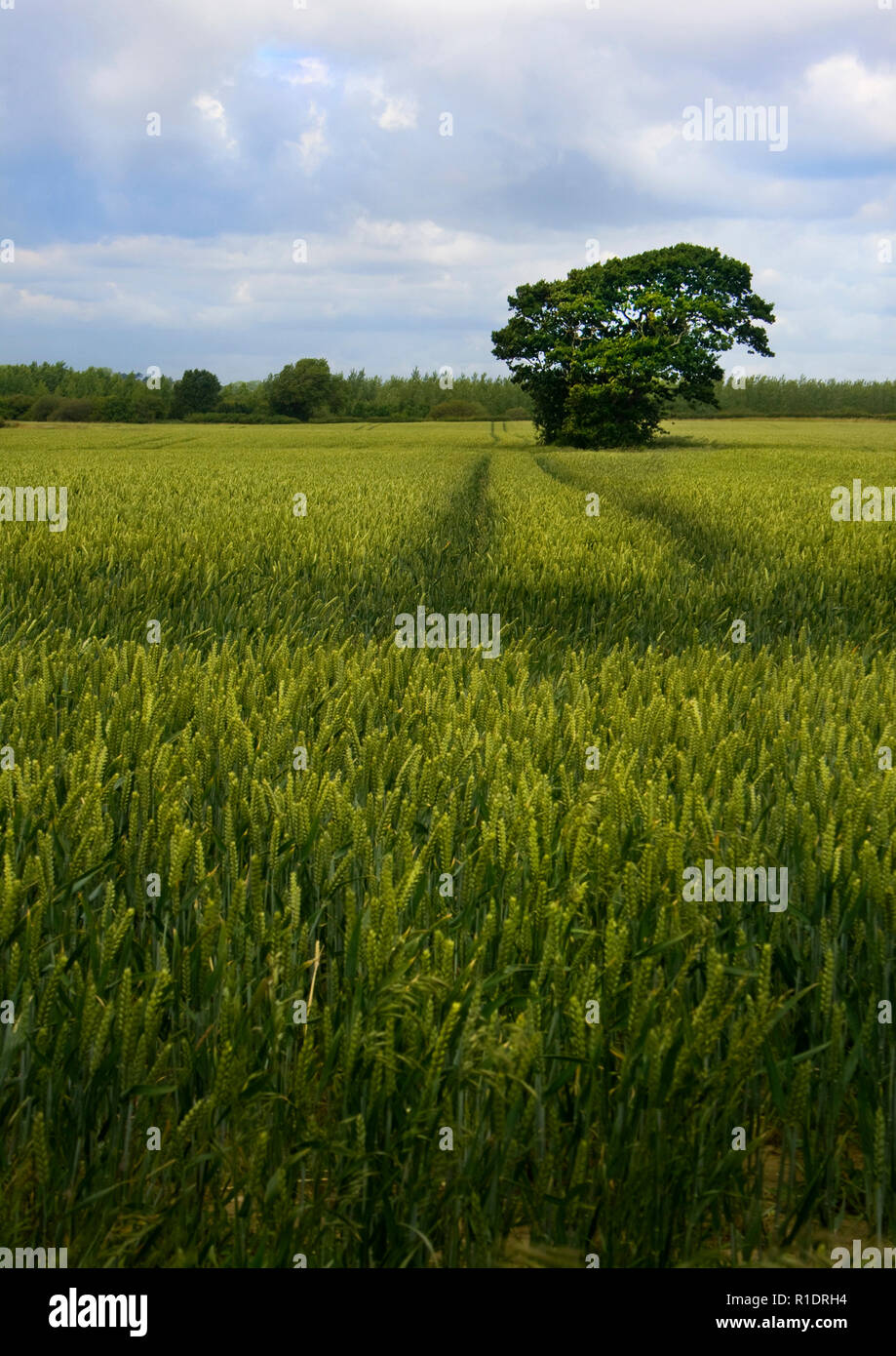 Un campo de cebada en East Sussex en el verano Foto de stock