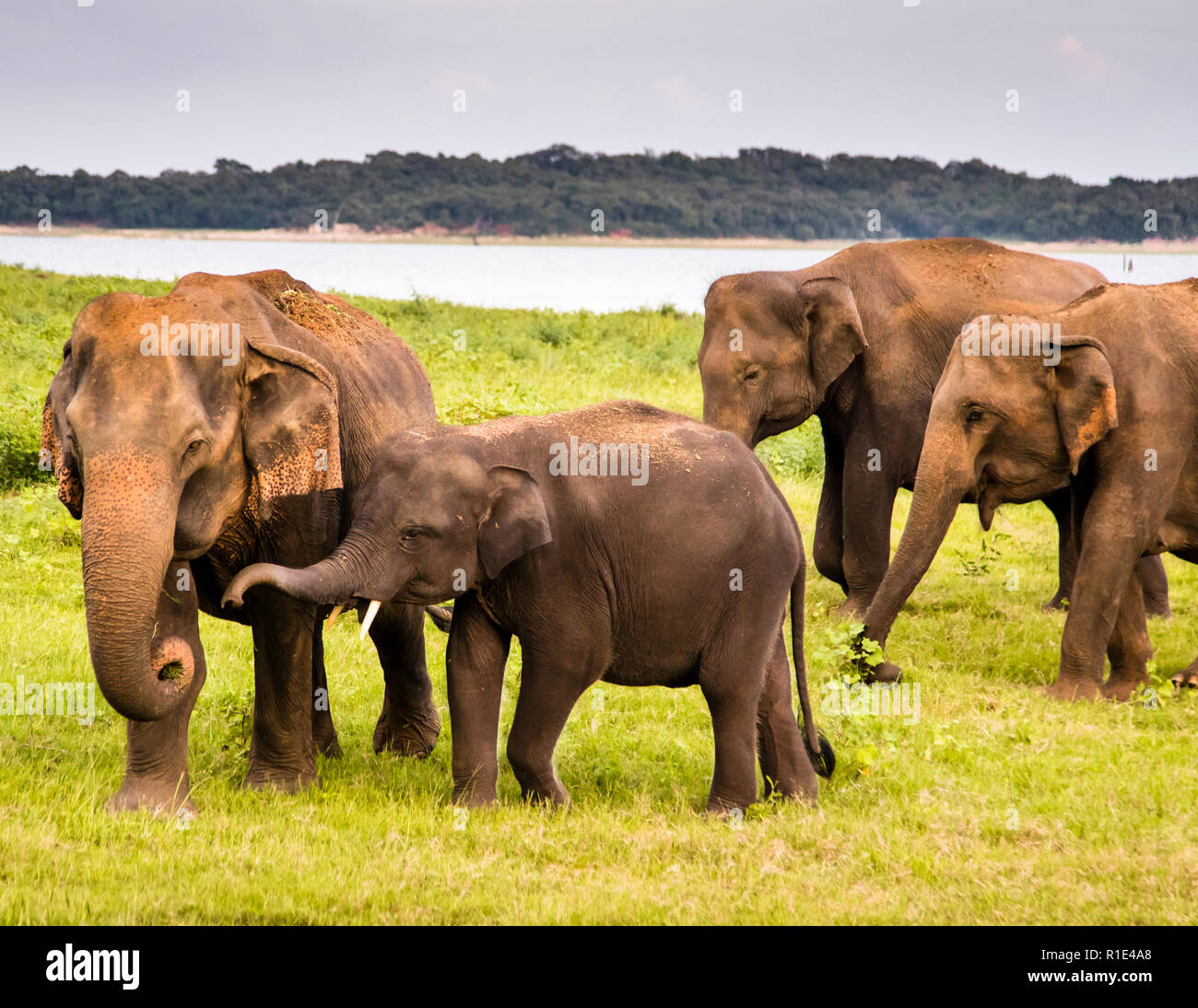 Elefantes en el Parque Nacional Kaudulla, Sri Lanka. De pie en el jeep abierto se encuentra con los elefantes salvajes a la altura de los ojos Foto de stock