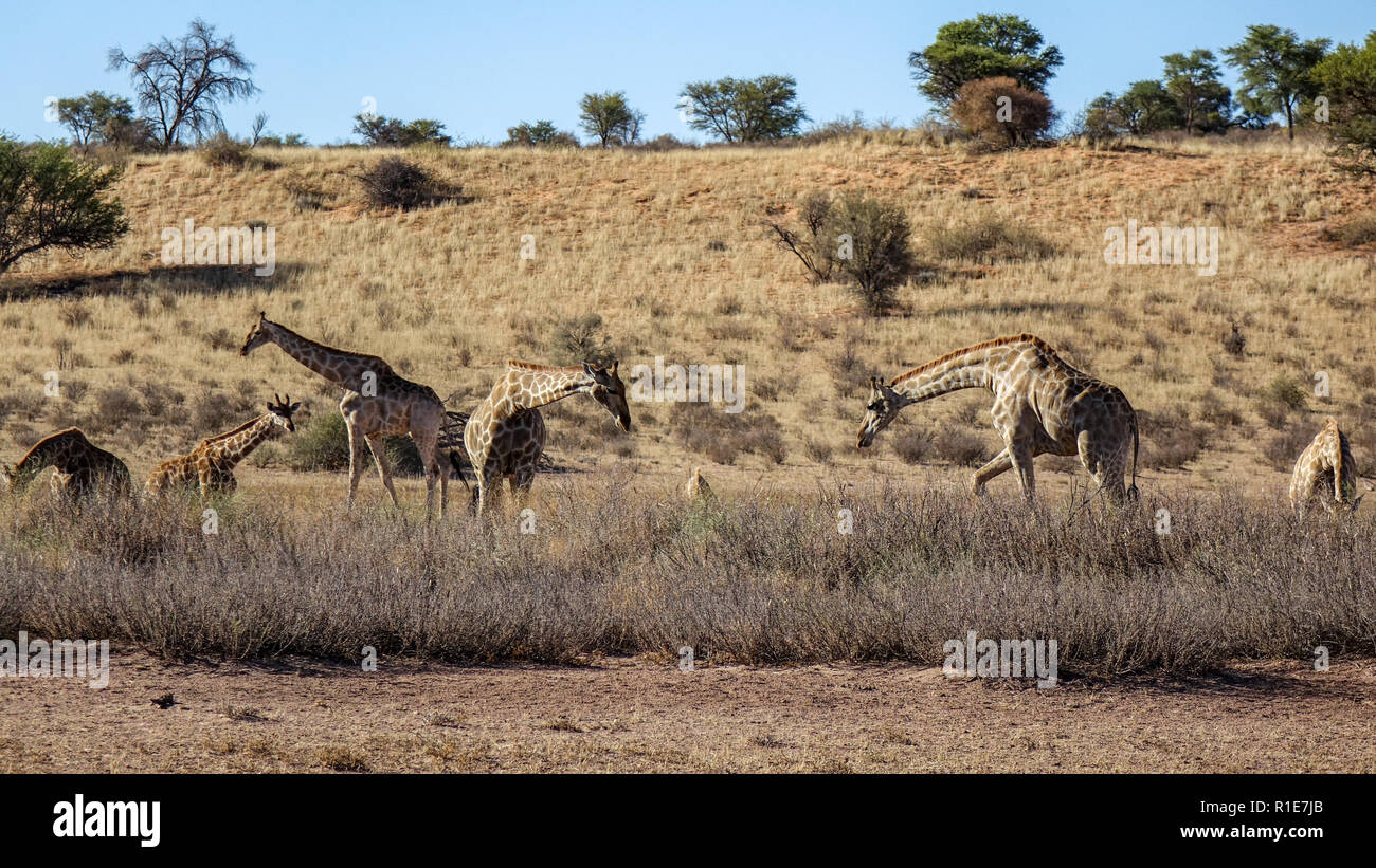 Grupo de jirafas de diferentes edades caminando en Savannah, vistos a través de arbustos bajos desde la distancia. Foto de stock