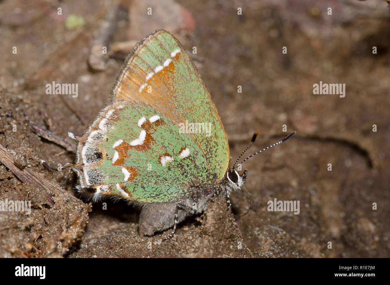 Juniper, Callophrys gryneus Hairstreak Foto de stock