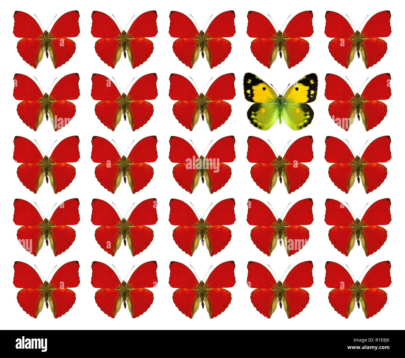 Las mariposas mostrando el concepto de diferencia, individualidad, multitud, destacándose, la libertad, la individualidad Foto de stock