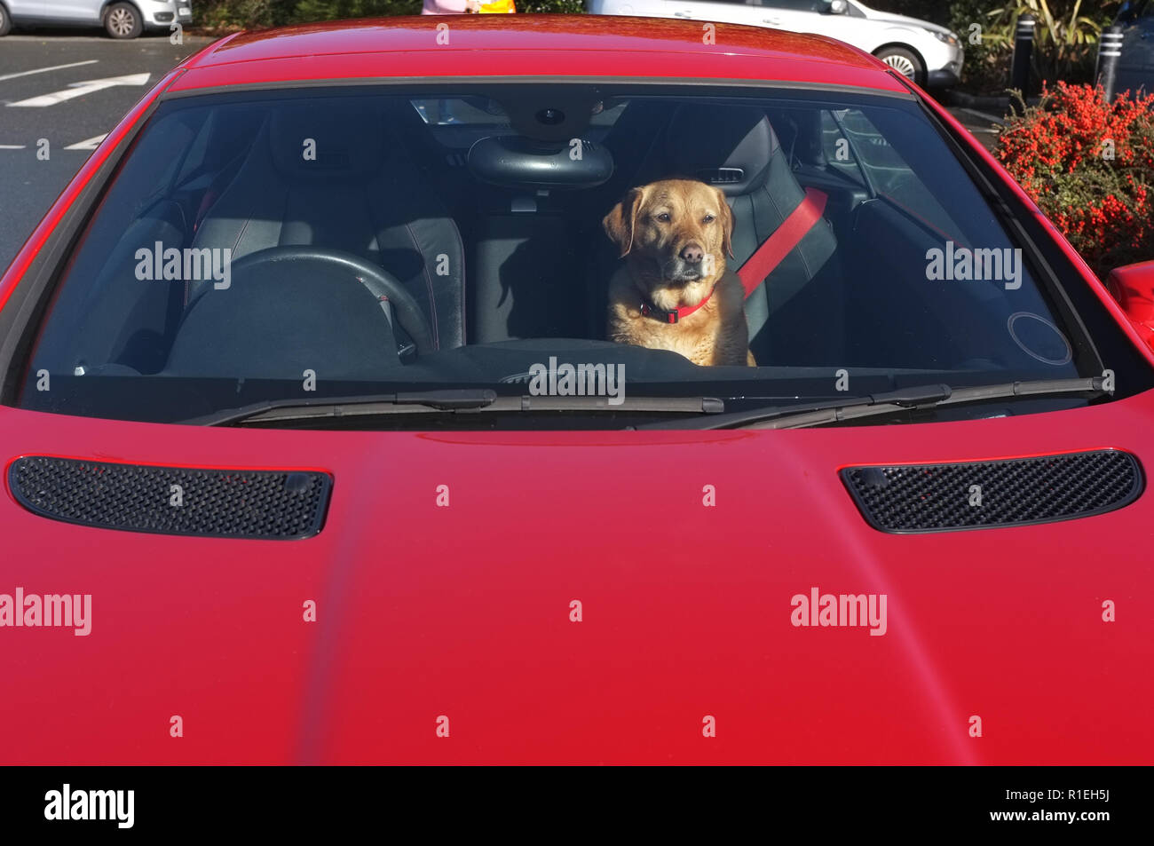 Perro en carro rojo fotografías e imágenes de alta resolución - Alamy