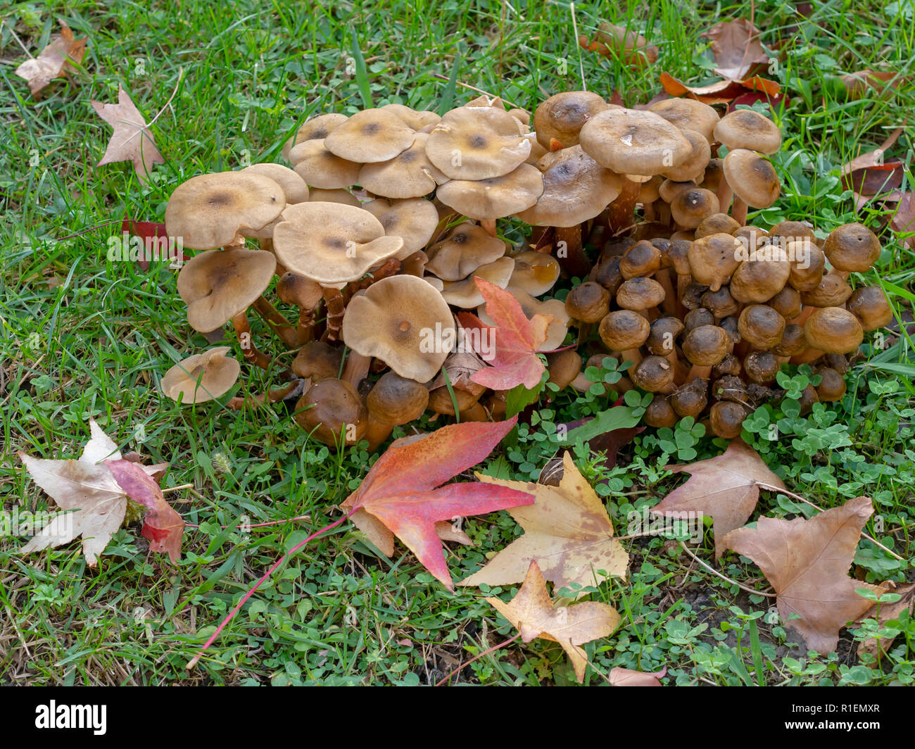 Armillaria mellea. Cerca de miel silvestre hongo setas con hojas de otoño en la hierba. Bioluminscent hongo comestible. Foto de stock