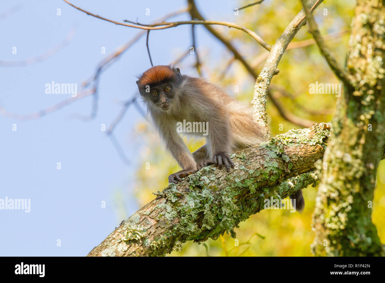 Uganda Procolobus tephrosceles) Foto de stock