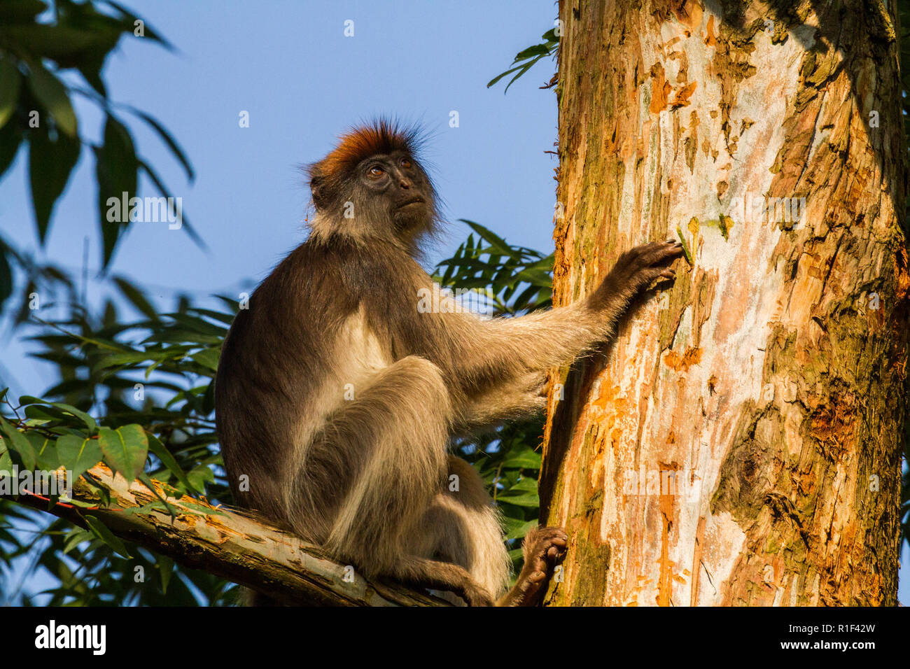 Uganda Procolobus tephrosceles) Foto de stock