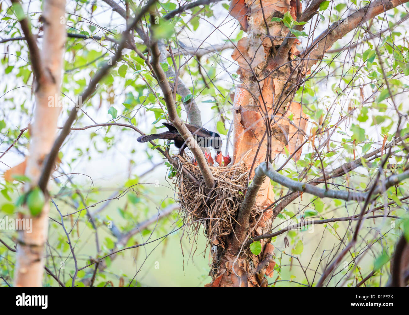 Un pájaro alimentar a sus crías en el nido. Foto de stock