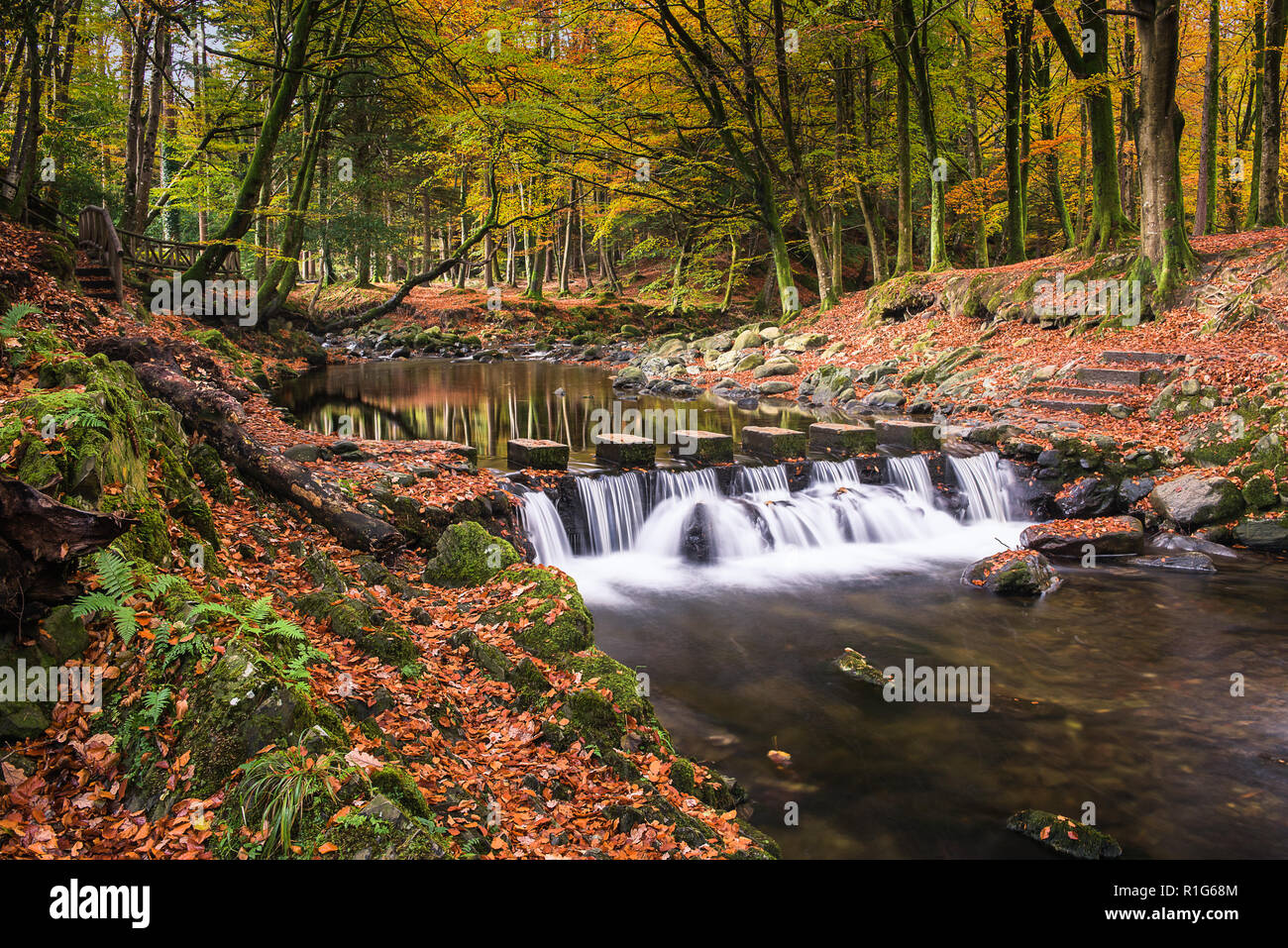 A través de la Shimna Stepping Stones River Forest, Tullymore N Irlanda Foto de stock