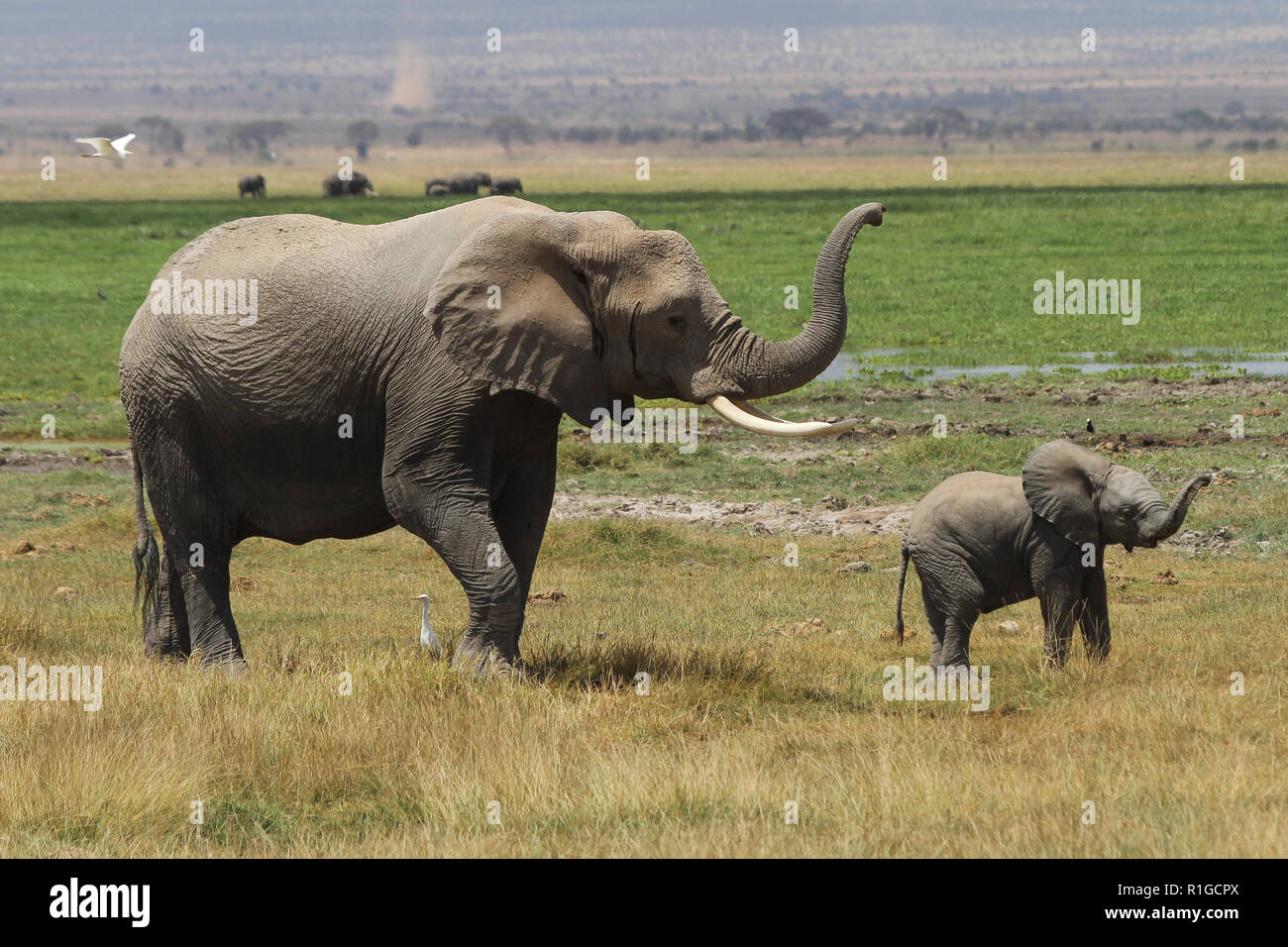 Madre e hija elefantes caminando por el desierto de Masai Mara national park Foto de stock