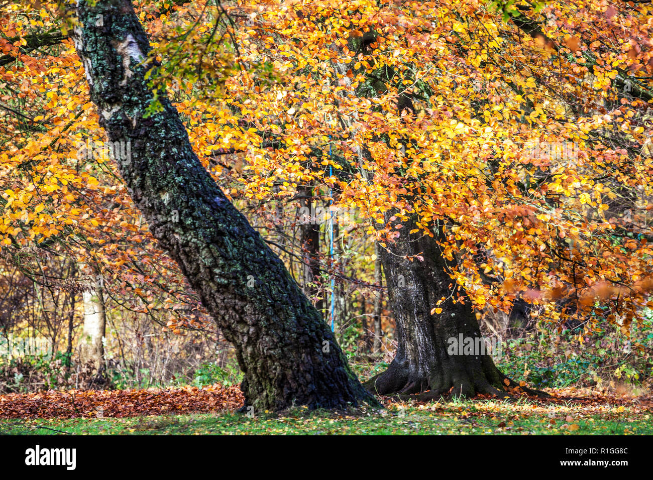 Otoño en el bosque Savernake Wiltshire. Foto de stock