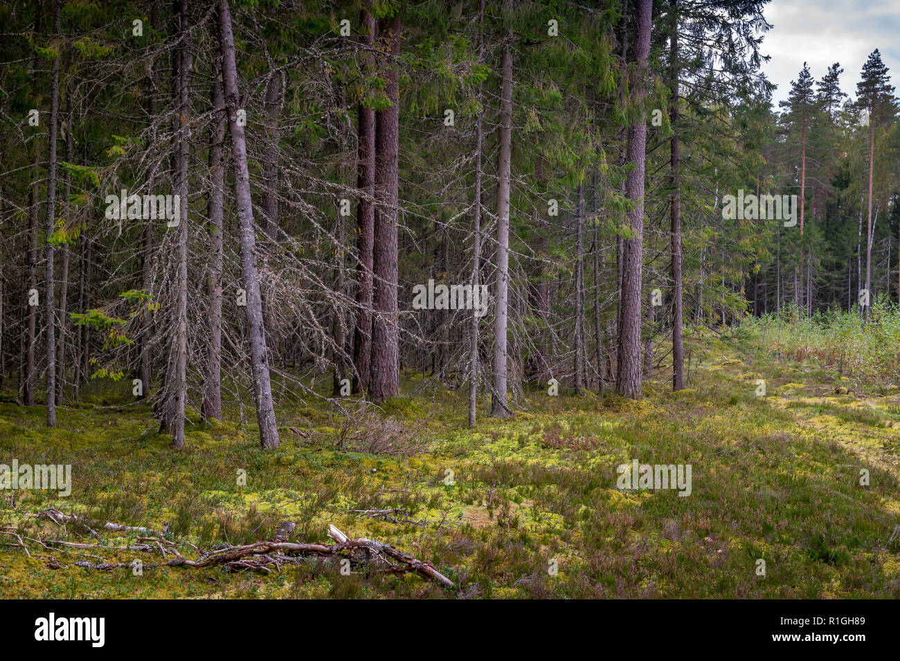 Mossy bosque de coníferas en Letonia. El abeto y el bosque de pinos. Bosque mixto de pinos y abetos. Bosque de coníferas con abetos y pinos. Foto de stock