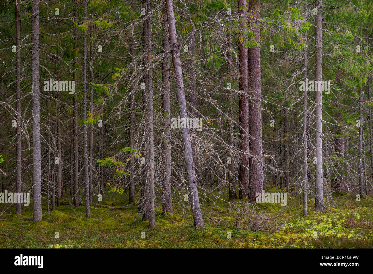 Mossy bosque de coníferas en Letonia. El abeto y el bosque de pinos. Bosque mixto de pinos y abetos. Bosque de coníferas con abetos y pinos. Foto de stock