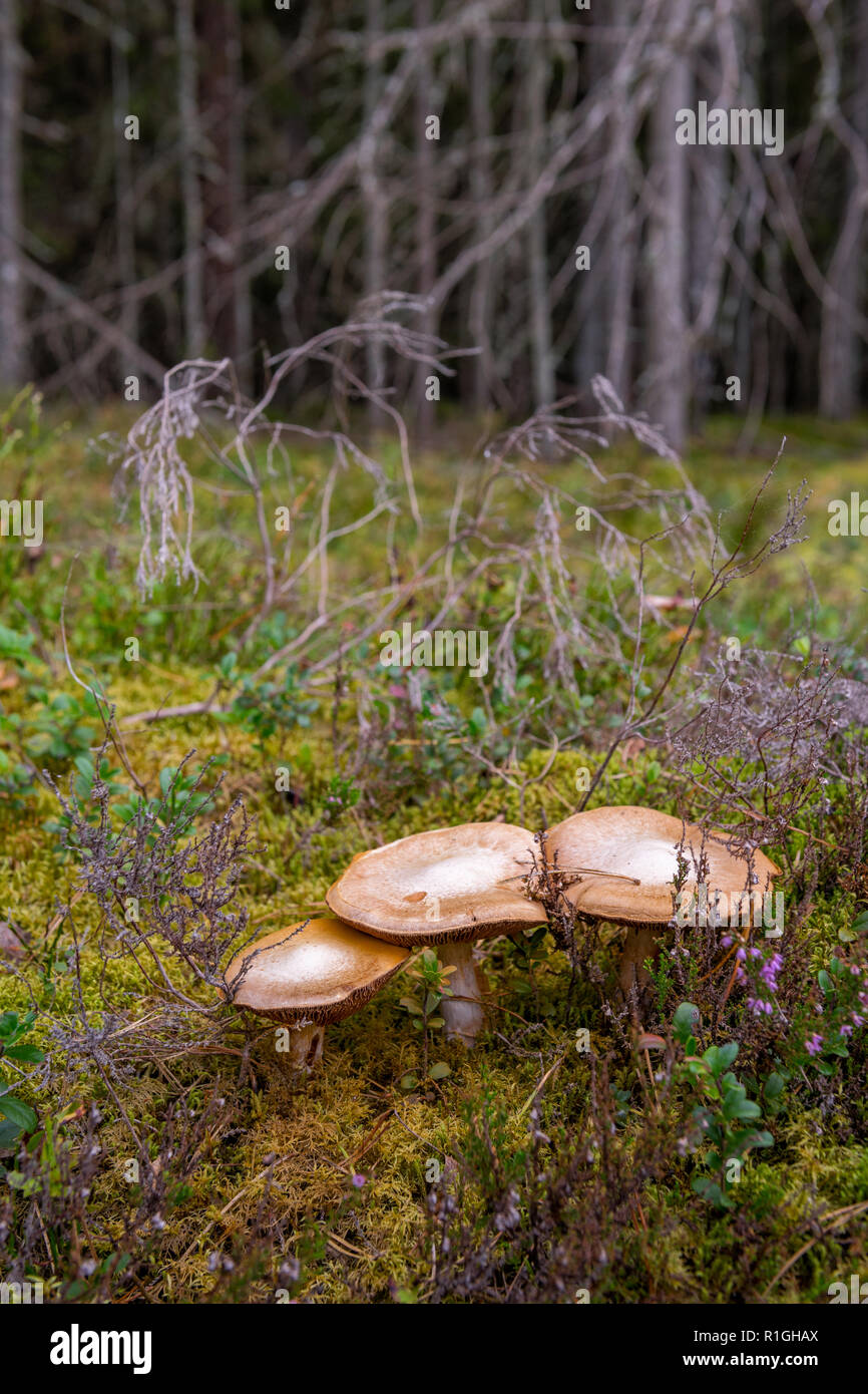 Hongos en la madera. Mossy bosque de coníferas en Letonia. Las setas que crecen en madera. Primer plano de tres setas. Healty y comida vegetariana. Foto de stock