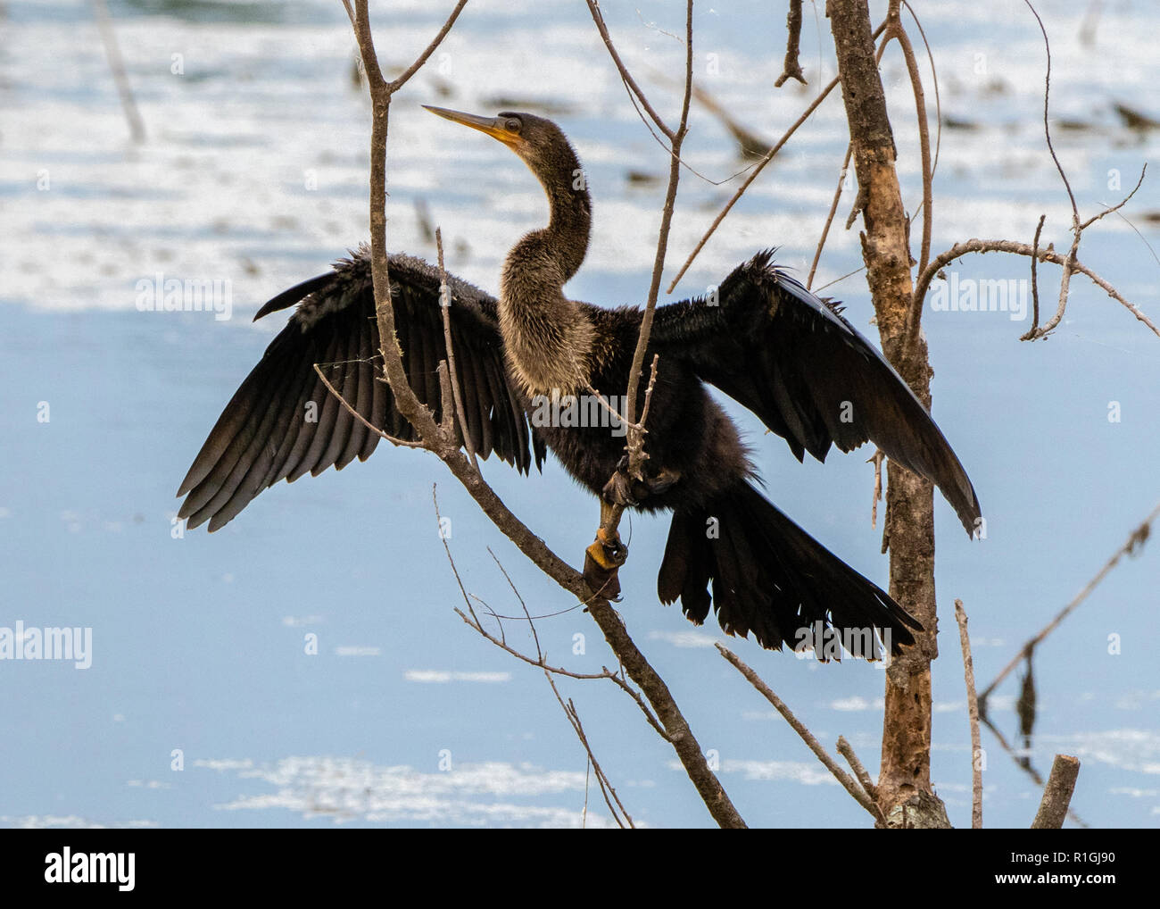 Anhinga en característica de secado de plumas plantean en el Refugio Nacional de Vida Silvestre de sabana en Carolina del Sur, EE.UU. Foto de stock