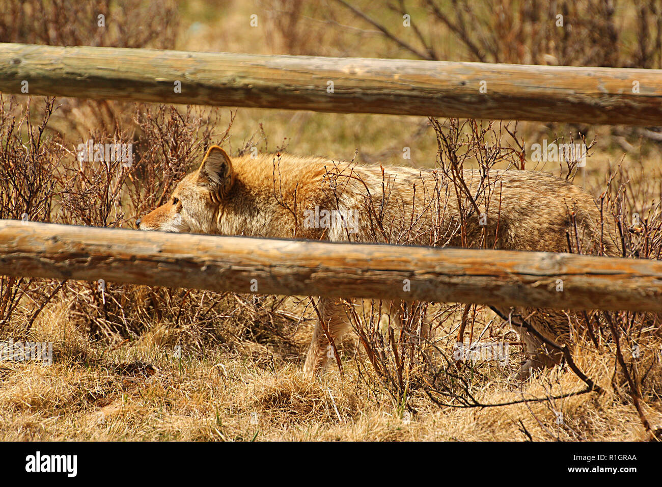 Coyote en el vagabundeo en busca de una comida Foto de stock