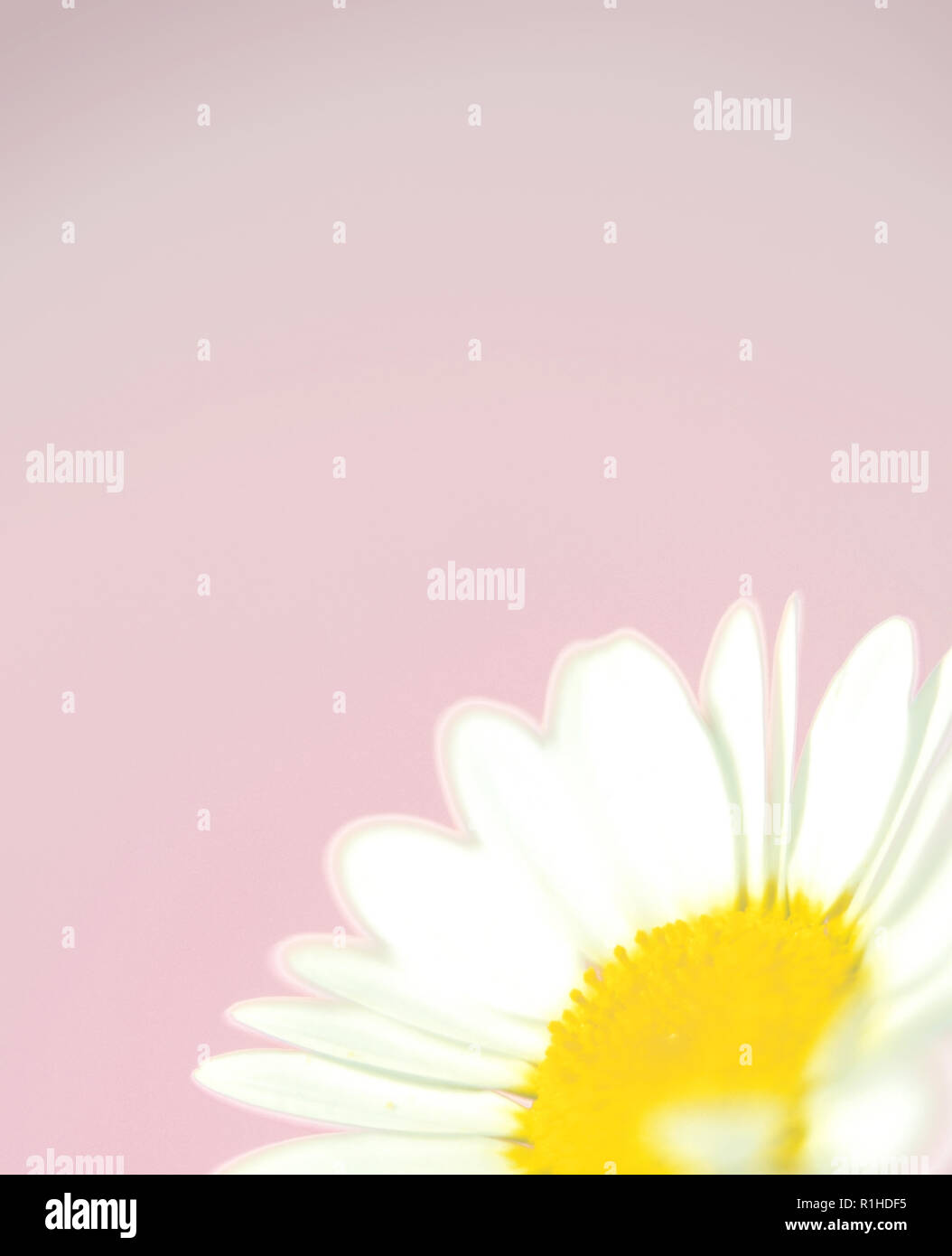 De cerca una daisy contra un fondo de color rosa. Foto de stock
