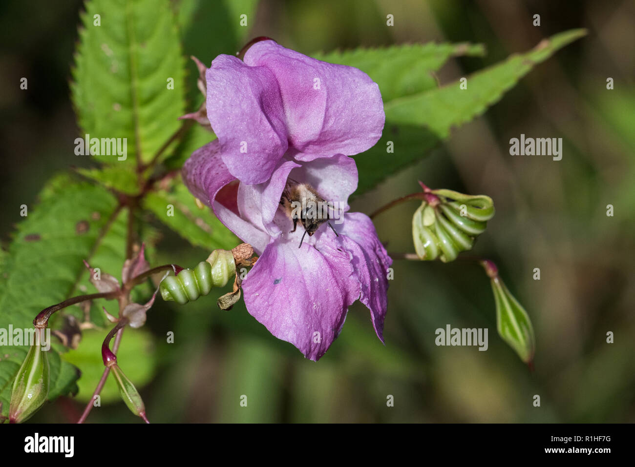 Miel de abejas (Apis mellifera) saliendo de un Himalaya de Basam (Impatiens glandulifera) flor Foto de stock