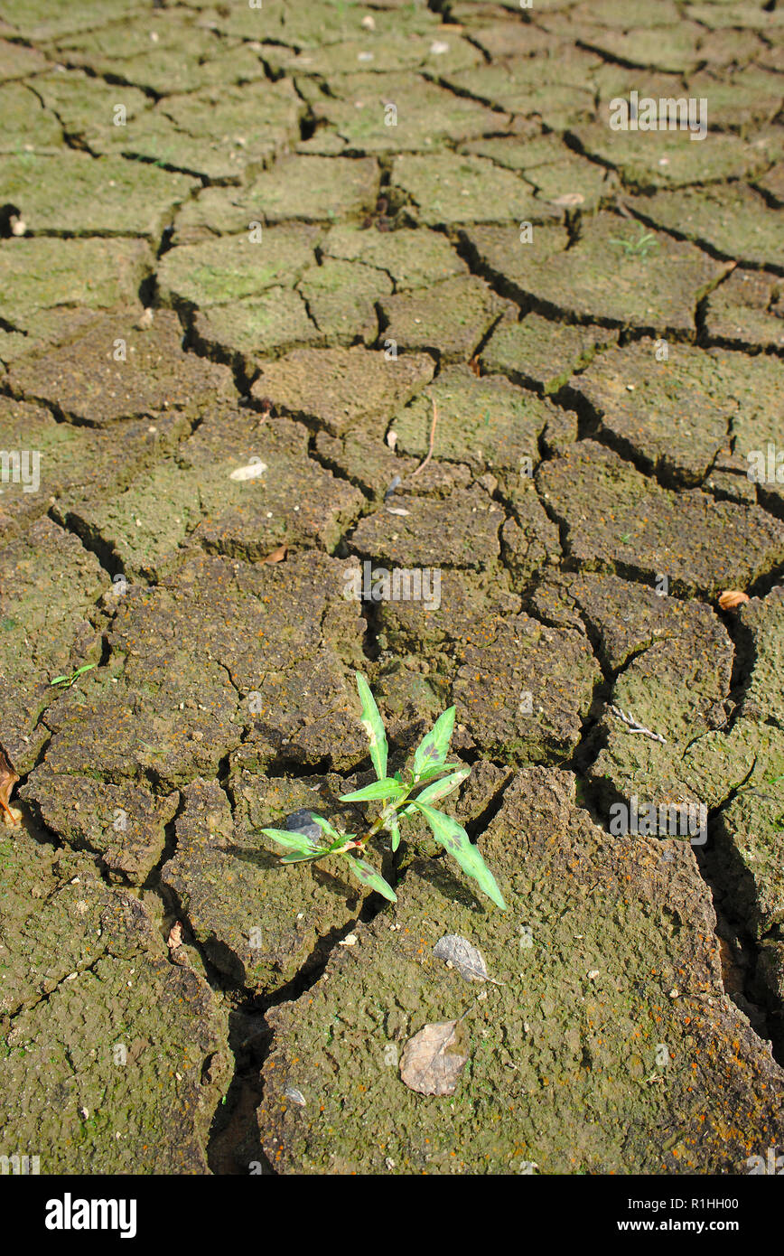 Zona húmeda del lago Aydat en Auvernia, sellada durante el verano Foto de stock