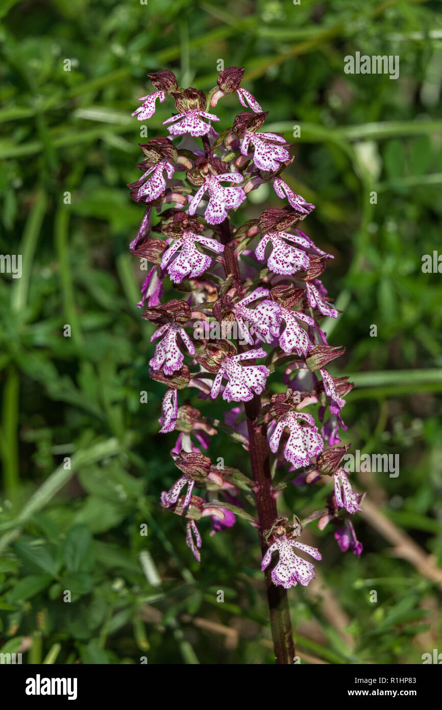 Flor de la Orquídea purpurea flores, mono Foto de stock