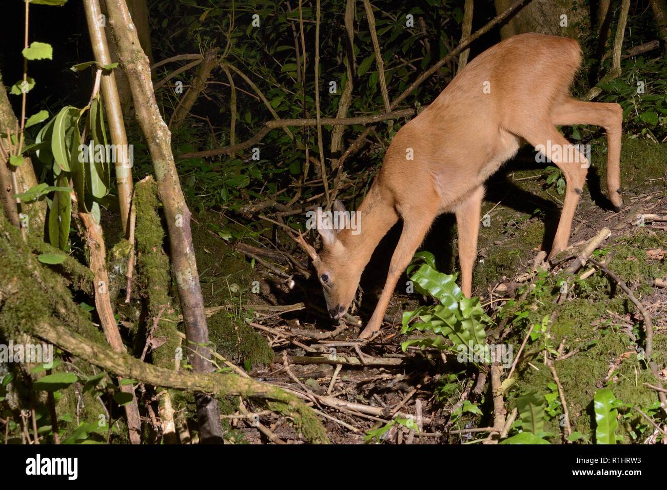 El corzo (Capreolus capreolus) buck visitando un bosque arroyo para beber en la noche, cerca de Bath, Reino Unido, Mayo. Foto de stock