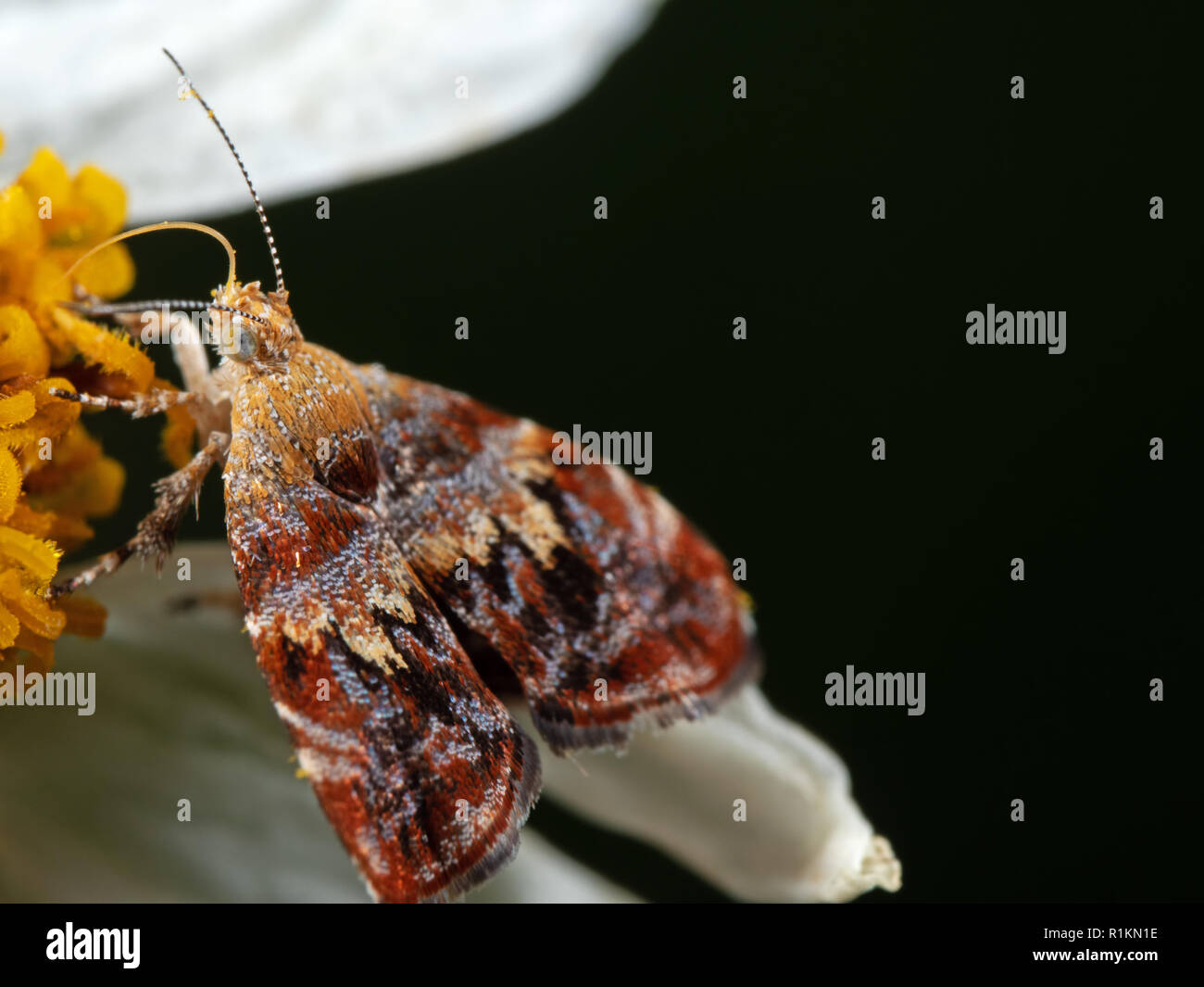 Fotografía macro de succionar el néctar de la flor de mariposa Foto de stock