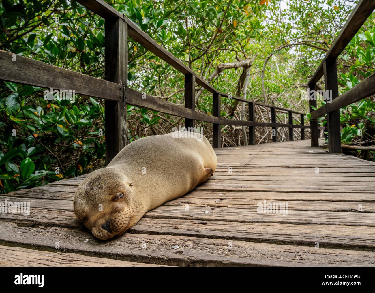 Lobos marinos (Zalophus wollebaeki), bosque de manglar en un sendero a la  Concha de Perla cerca de Puerto Villamil, Isla Isabela o Albemarle,  Galápagos, Ecuador Fotografía de stock - Alamy