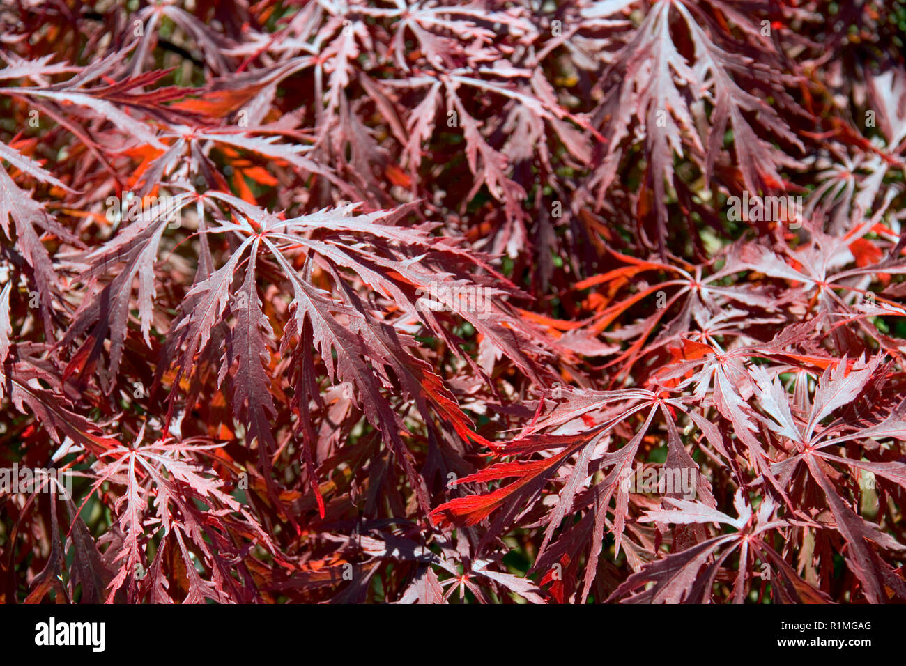 Patrón de follaje rojo vibrante acer Foto de stock