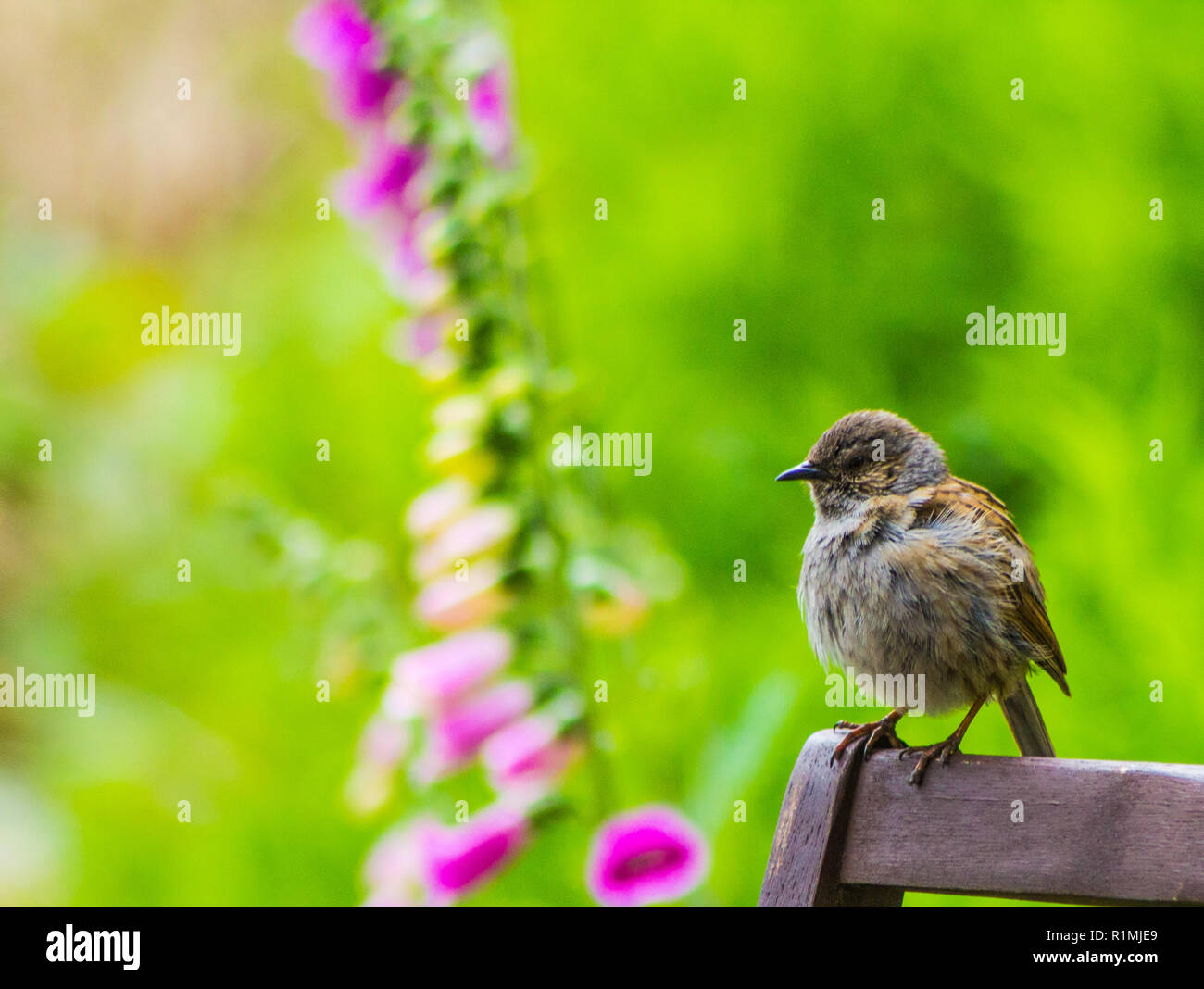 Gorrión (Passer domesticus) en un banco en un jardín suburbano Foto de stock