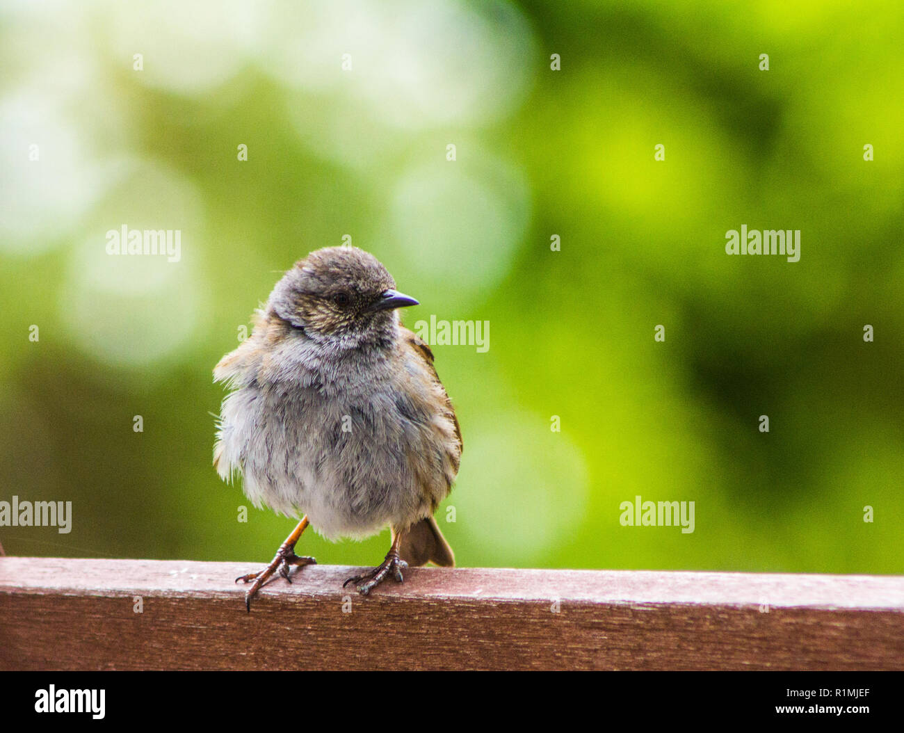 Gorrión (Passer domesticus) en un banco en un jardín suburbano Foto de stock