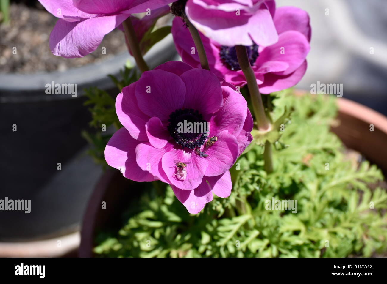 Flor morada con negro los estambres y los insectos muertos Fotografía de  stock - Alamy