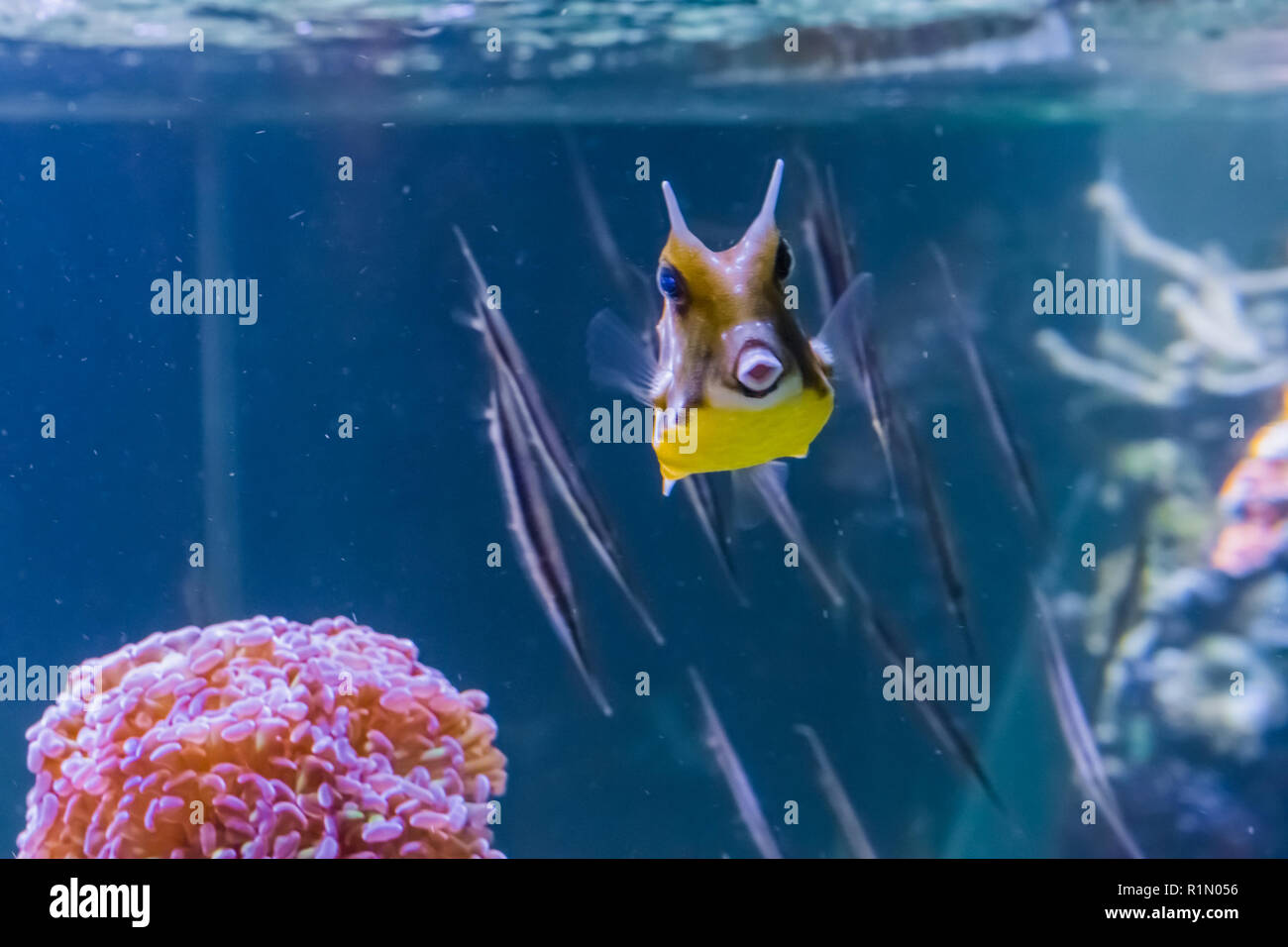 Longhorn cowfish boxfish cornuda o nadar en un acuario tropical con peces en el fondo y haciendo un beso con sus labios Foto de stock