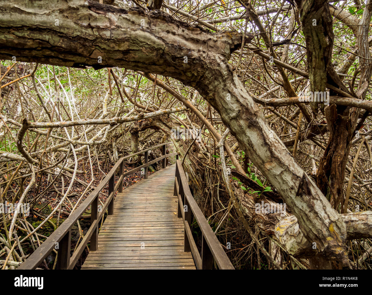 El bosque de manglar en un sendero a la Concha de Perla cerca de Puerto  Villamil, Isla Isabela o Albemarle, Galápagos, Ecuador Fotografía de stock  - Alamy