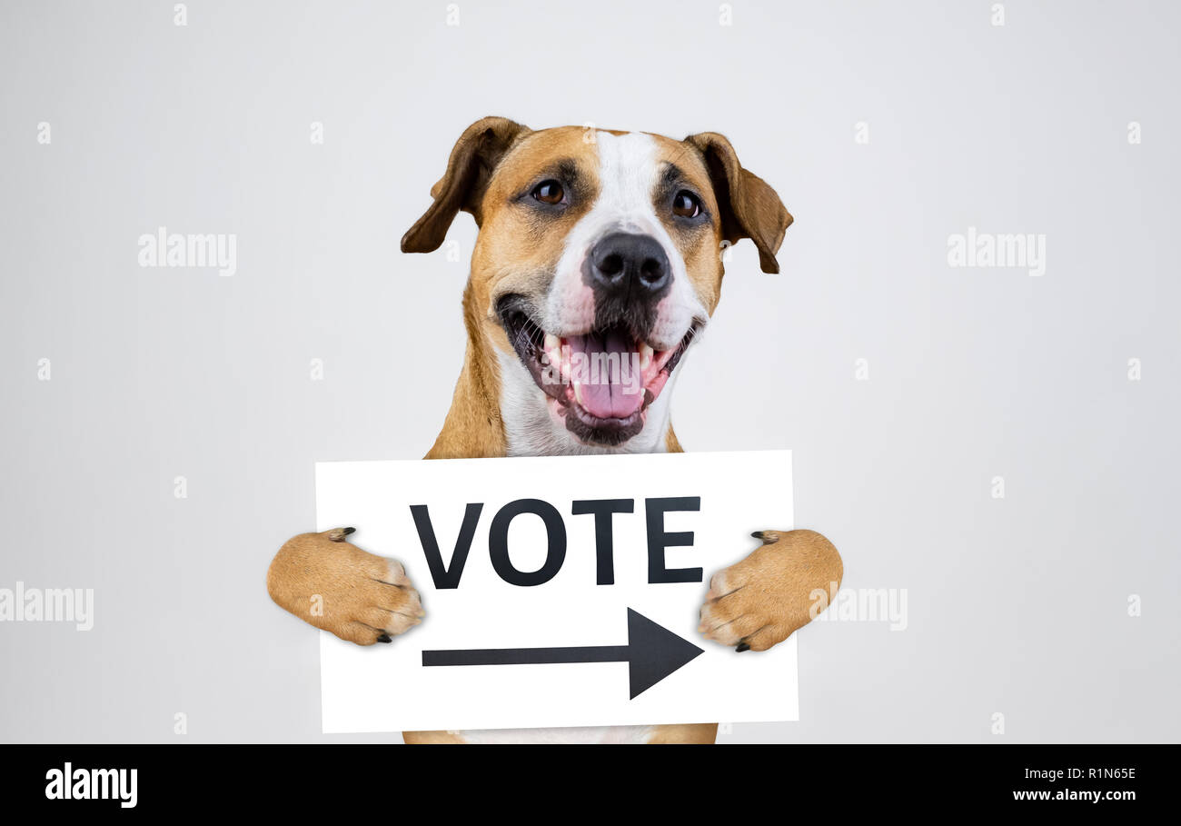 Activismo electoral americana concepto con staffordshire terrier perro. Gracioso pitbull terrier posee "votaciones" signo en estudio de antecedentes Foto de stock