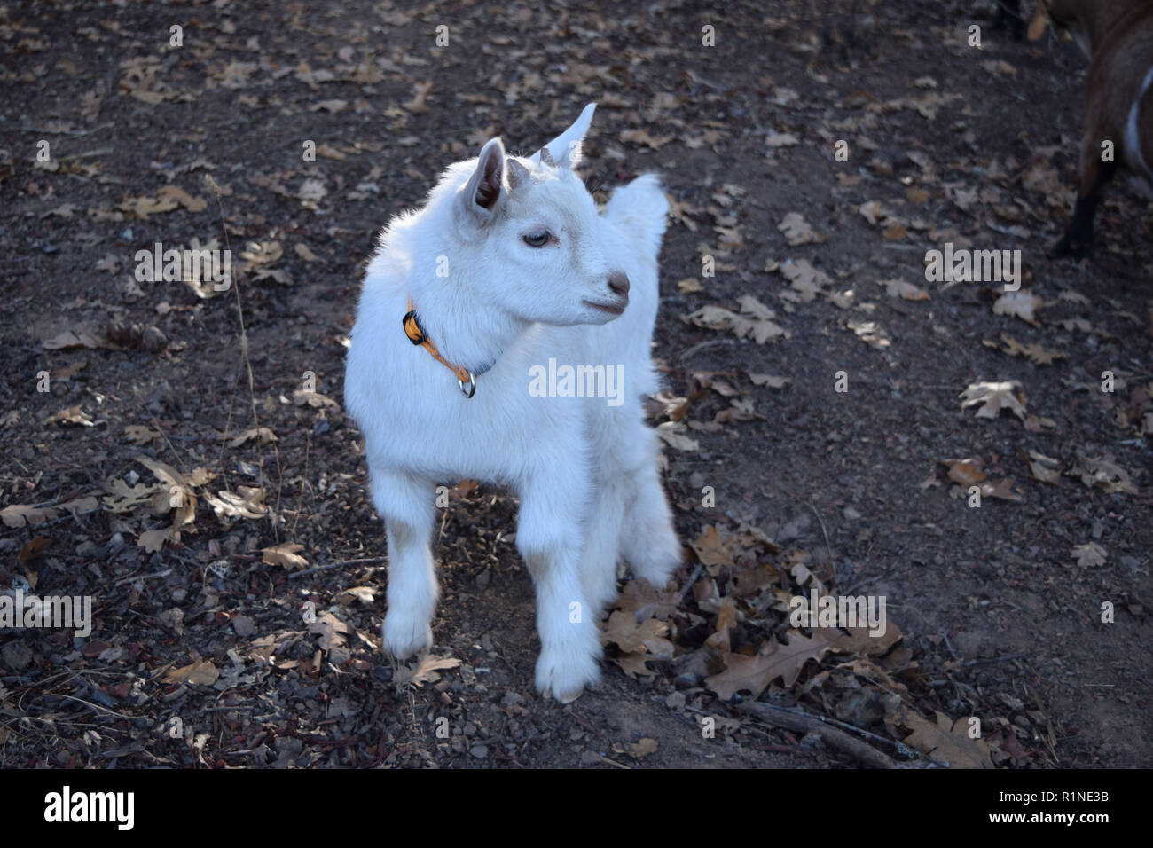 Cabra enana nigeriana fotografías e imágenes de alta resolución Alamy