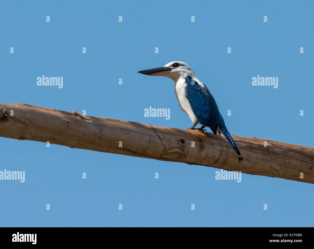 Martín pescador de playa fotografías e imágenes de alta resolución - Alamy