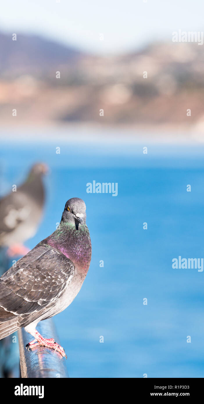 Pigeon encaramado sobre una baranda con la playa, el mar y las colinas en el fondo Foto de stock