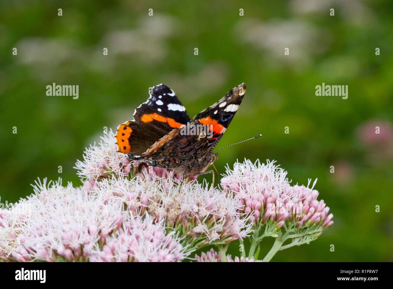 Almirante rojo butterfly (Vanessa atatlanta) adulto alimentándose de cáñamo-agrimony (Eupatorium cannabinum) flores. Ceredigion, Gales. De agosto. Foto de stock