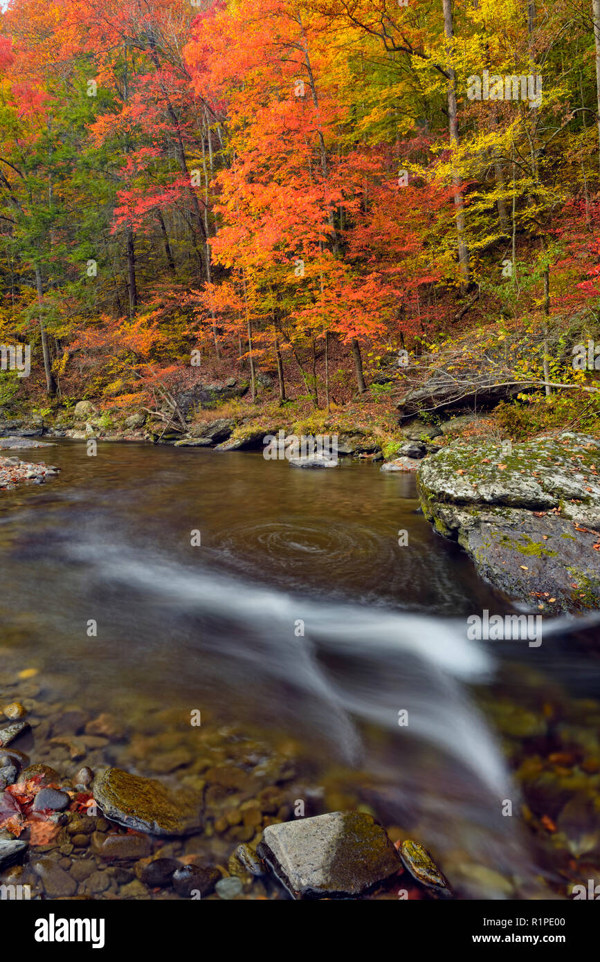 El follaje de otoño sobresaliendo por el pequeño río, Great Smoky Mountains National Park, Tennessee, EE.UU. Foto de stock