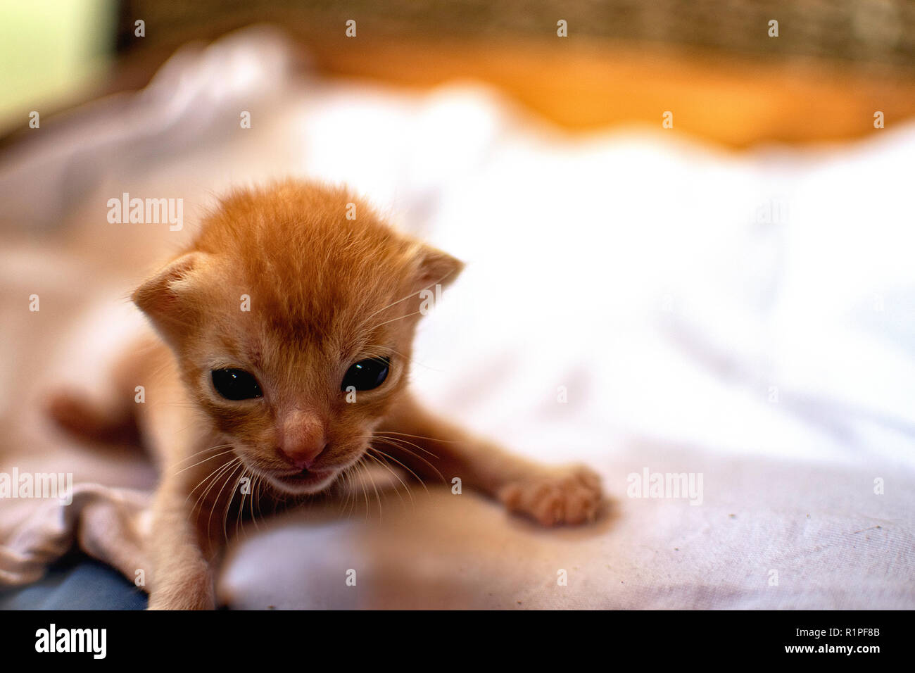 Gatito rojo del recién nacido. New Born Baby cat. Lindo gato bebé cerrar  foto. Lovely kitty quiere mamá, mamá quiere tetas. Dulce bebé gato quiere  leche. La vida naciente. Libre el espacio