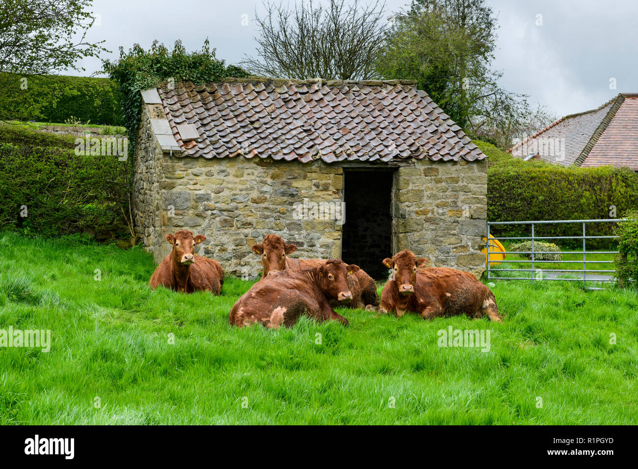 4 vacas Pardo (ganado) acostado, relajarse y descansar en el césped largo por la pequeña piedra barn - cerca de la aldea de Grewelthorpe, North Yorkshire, Inglaterra, Reino Unido. Foto de stock