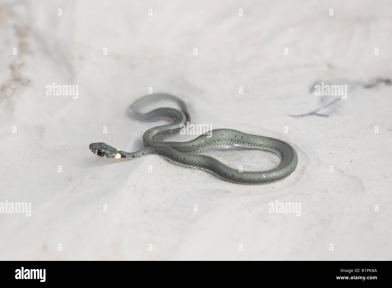 Culebra común - una serpiente olorosas. Un individuo joven en agua limpia fluyendo con la corriente del río. Una joven culebra en un entorno natural. Foto de stock