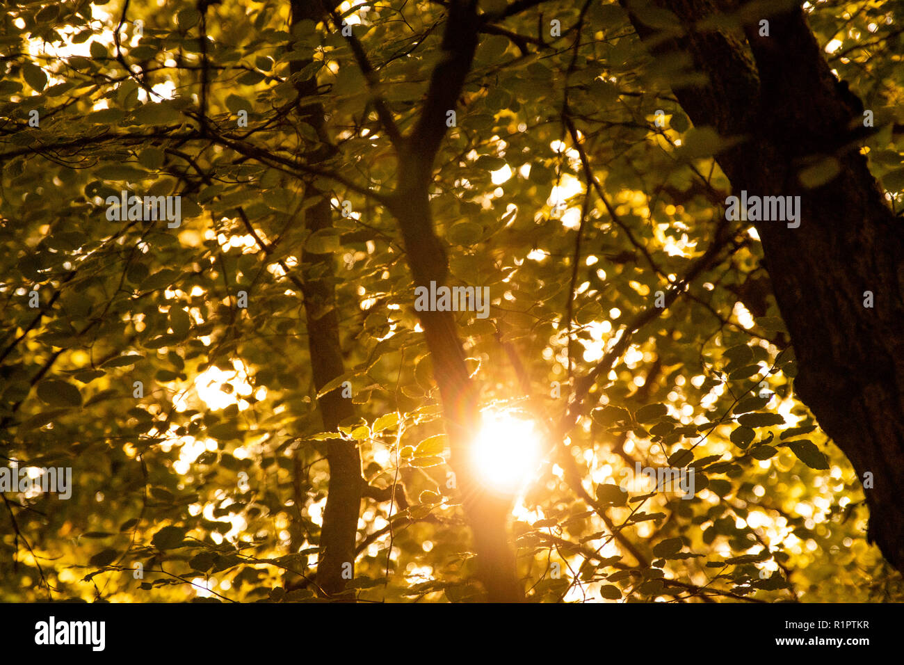 Los árboles en verano, hojas de cerca con los brillos de la lente Foto de stock