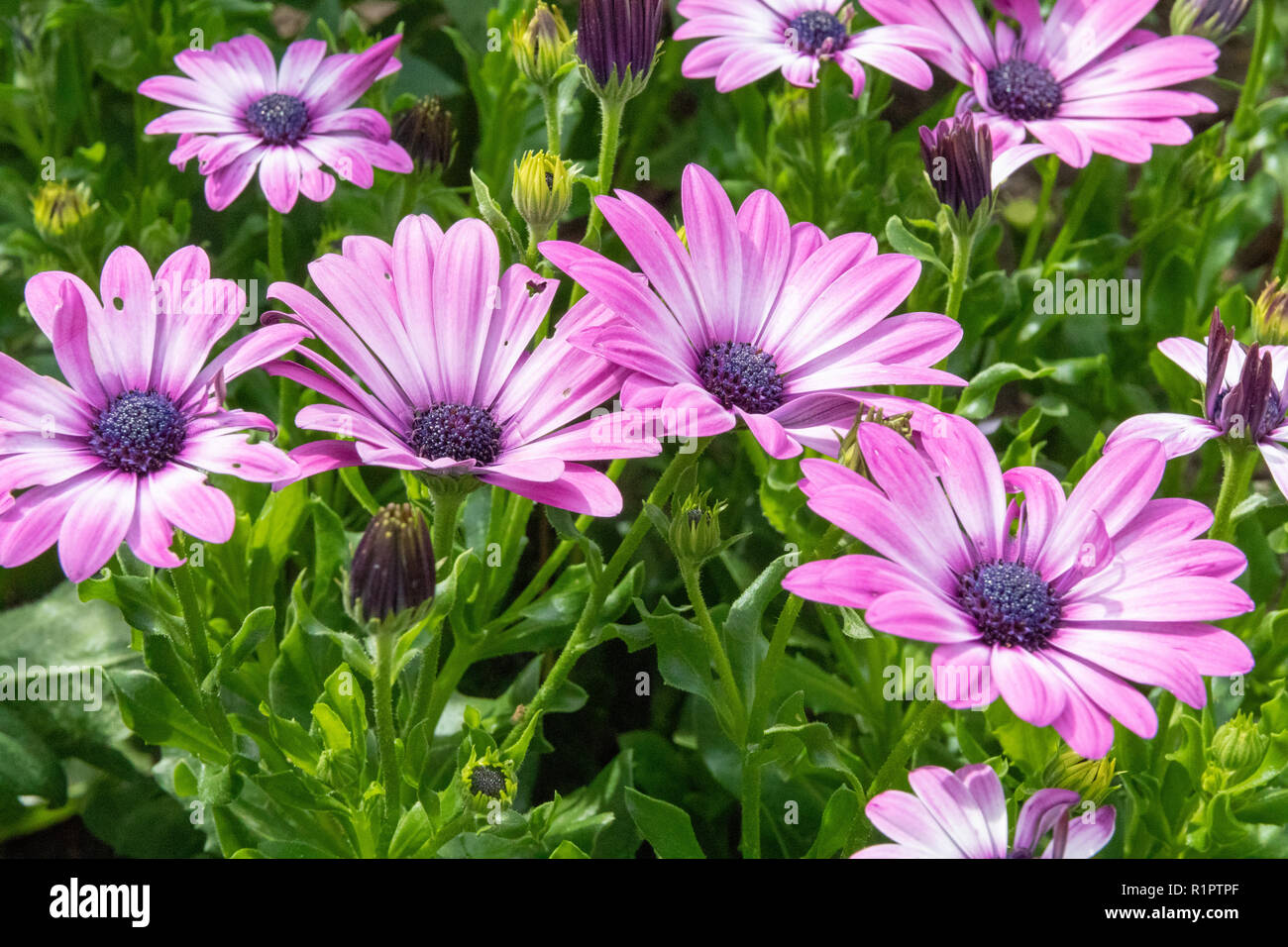 Flores púrpura con fondo verde Foto de stock