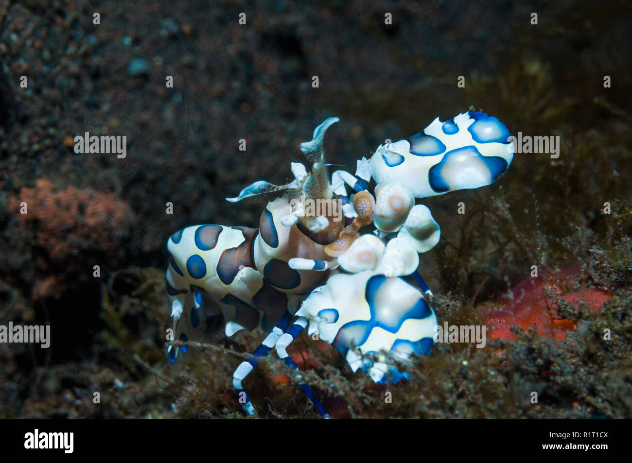 Camarones Harlequin [Hymenocera elegans]. Bali, Indonesia. Indo-West pacífico. Foto de stock