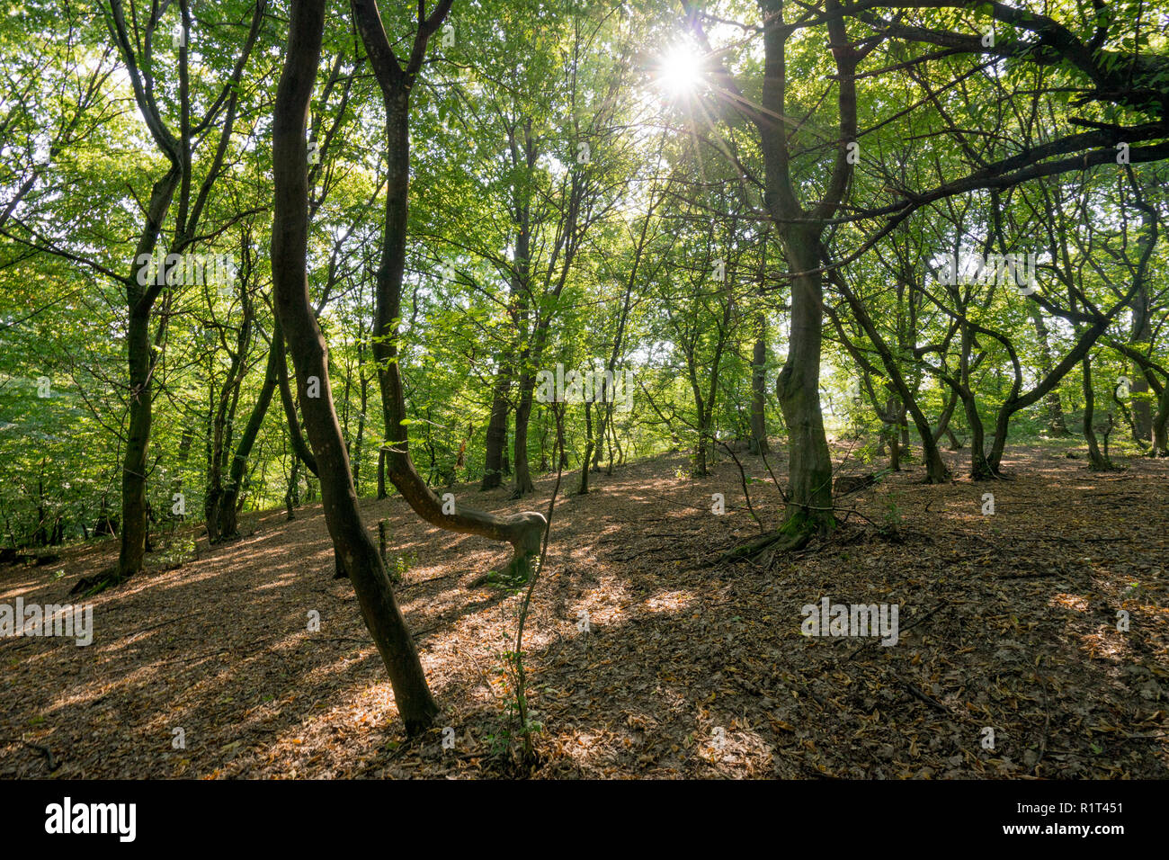 Hoia baciu bosque encantado fotografías e imágenes de alta resolución