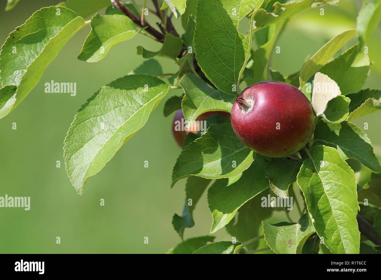 Manzana roja sobre la rama de un árbol. En el árbol de manzanas verdes