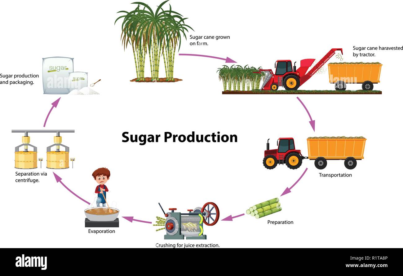 Un Digrama de producción azucarera ilustración Ilustración del Vector