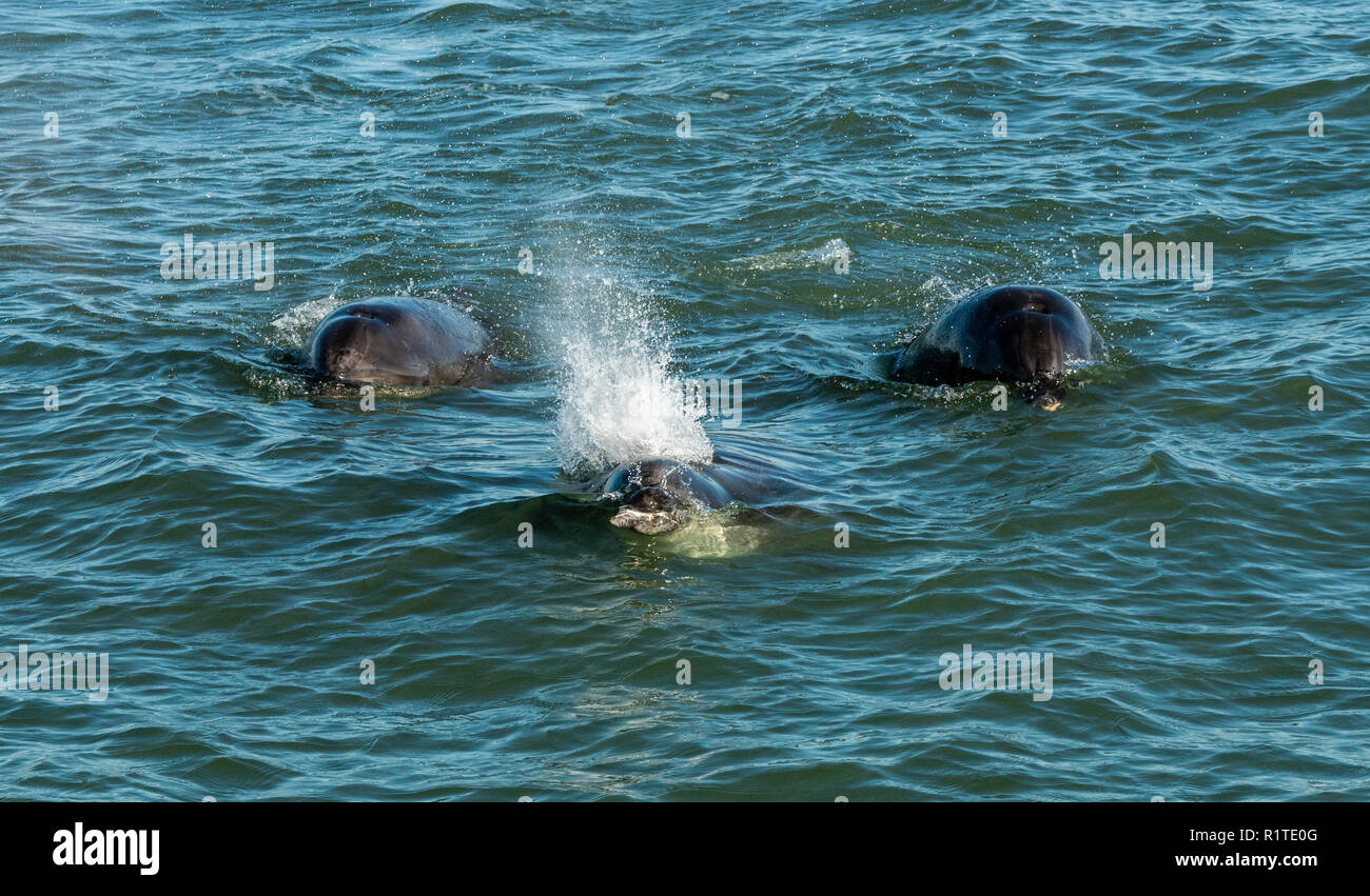 Los delfines mulares de la Bahía de Aberdeen. Foto de stock